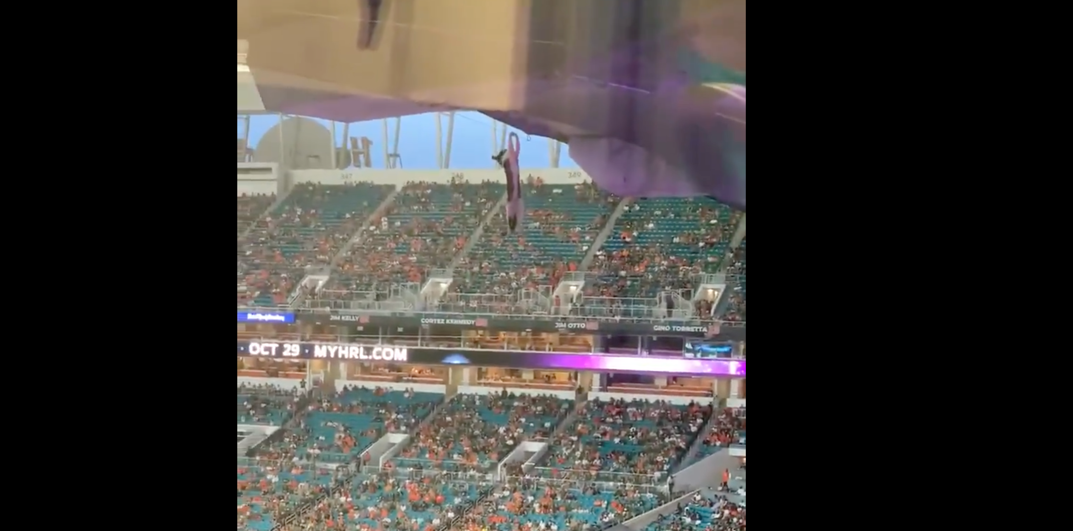 Miami Cat